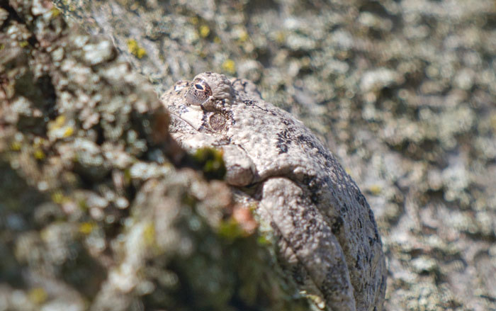 How to Identify Grey Tree Frogs