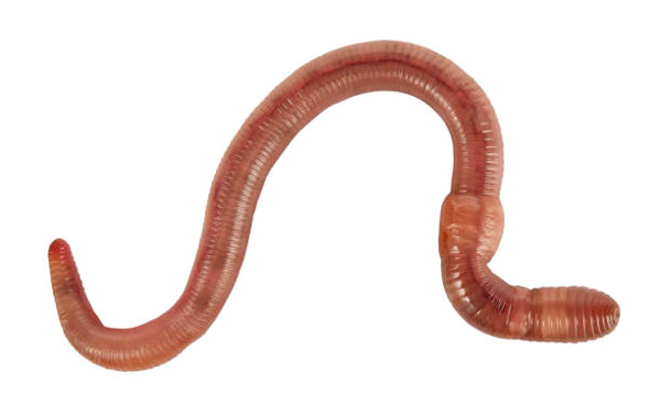 Large Worms