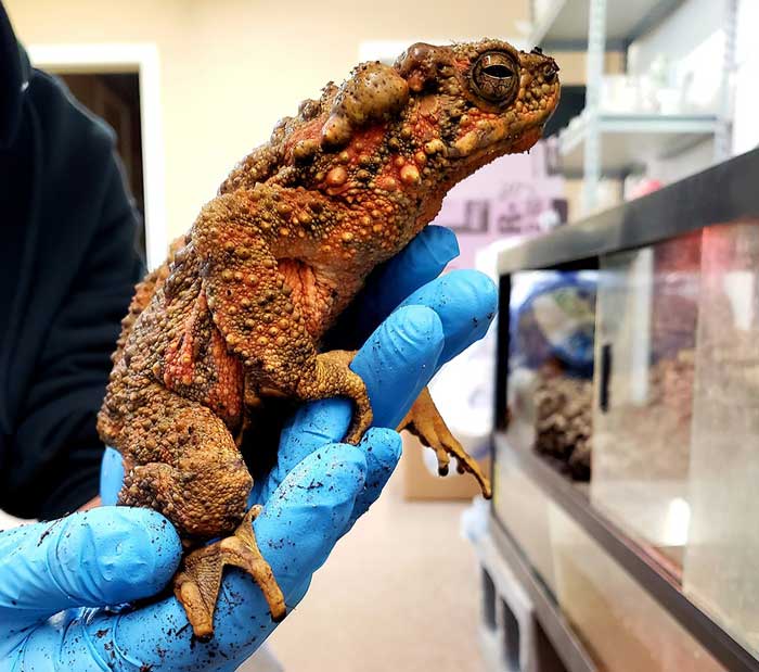 Malaysian Giant River Toad for Sale