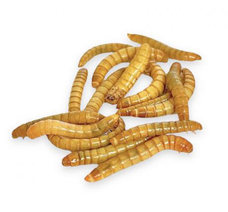 Mealworms