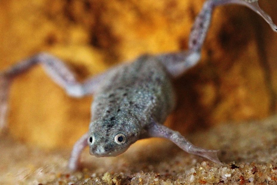 Pregnant African Dwarf Frog