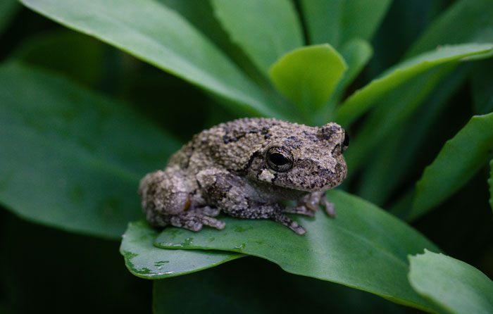 Risks For Humans With Grey Tree Frogs