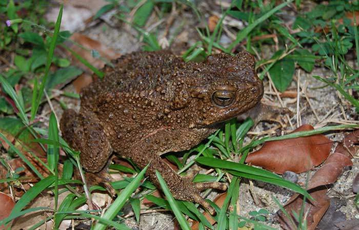 River Toad Habitat