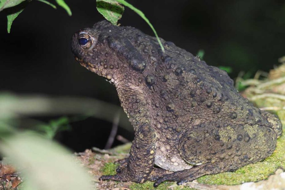 River Toads