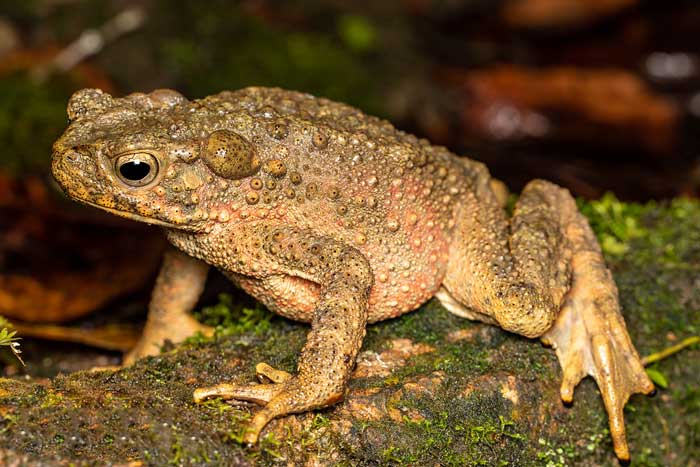 River Toads Lifespan