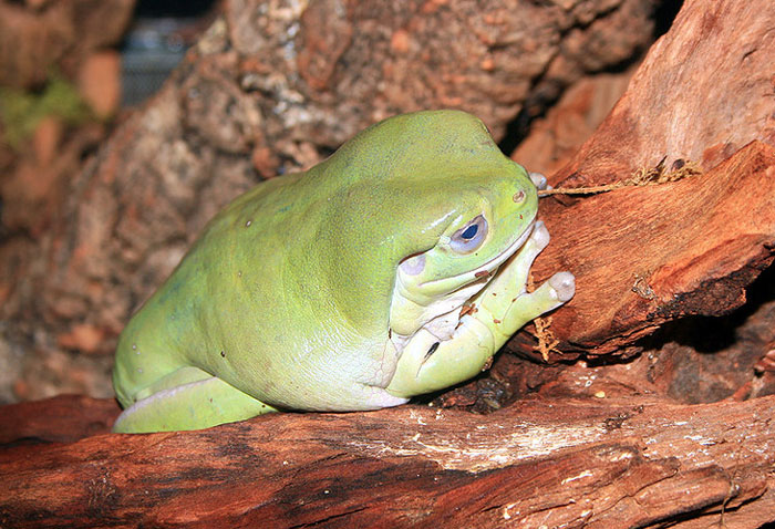 Safety Tips for Handling White Tree Frogs