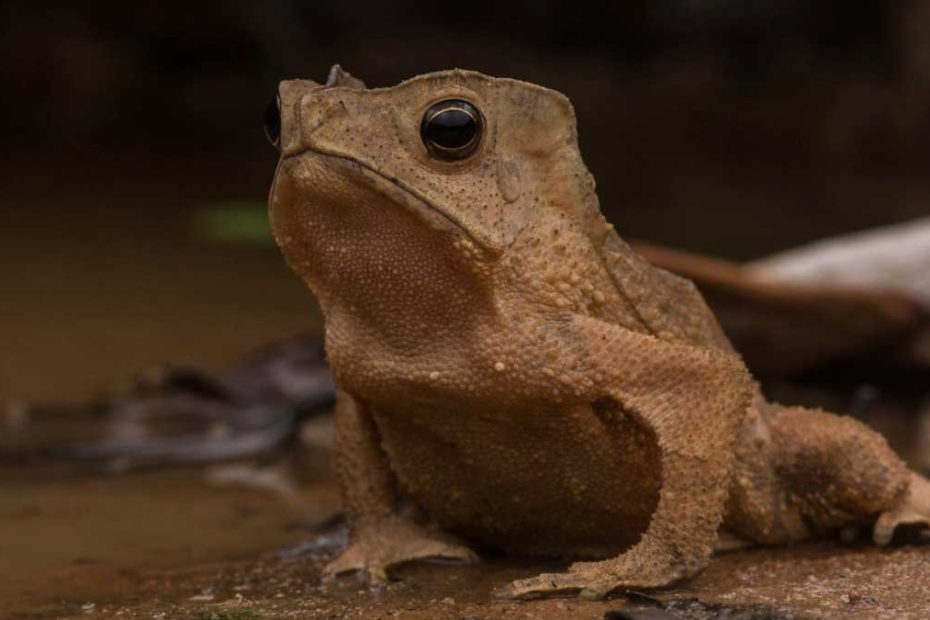 South American Rhinella Toads