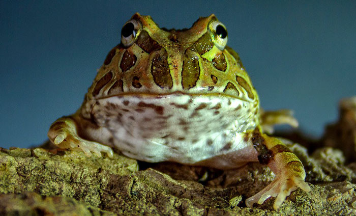 How Many Toes Or Fingers Do Frogs Have? [Surprising Number Revealed]