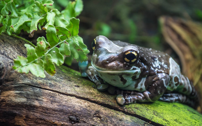 The Milky Excretion In Amazon Milk Frogs