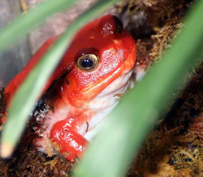 Tomato Frogs Poisonous