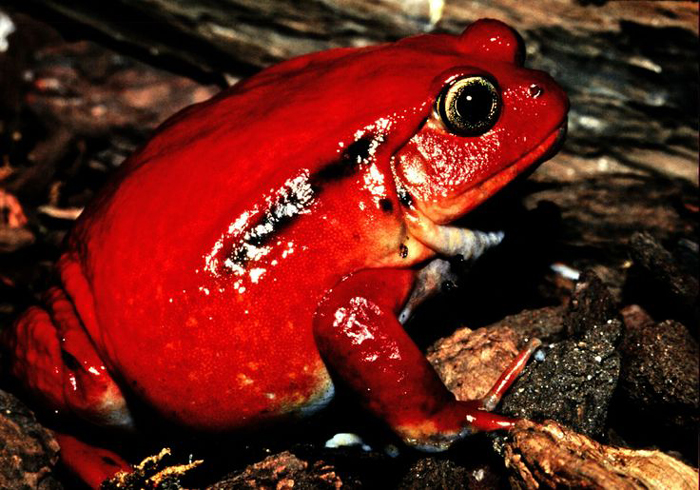 Tomato Frogs Toxicity