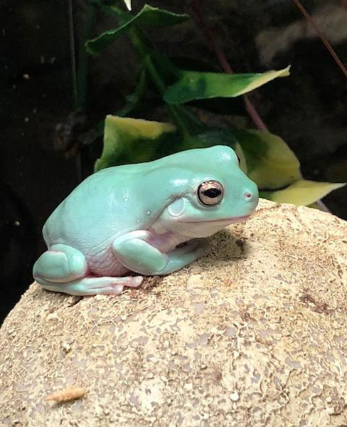 Toxins of White Tree Frogs