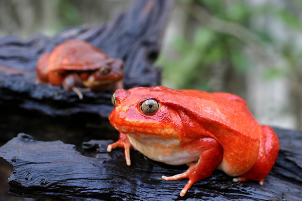 Using Tomato Frog Toxic Components for Medicinal Purposes