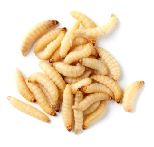 Waxworms