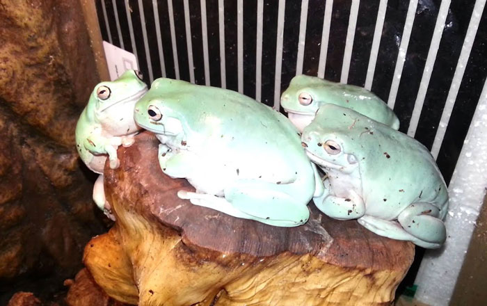 White Tree Frog Toxin