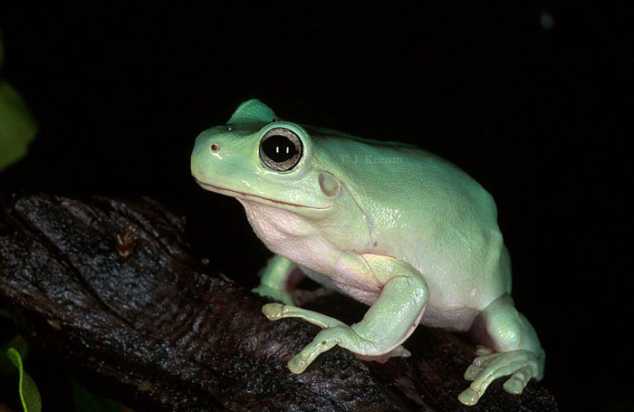 White Tree Frogs Behavior