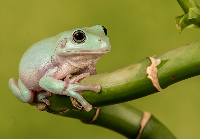 White Tree Frogs Sensitivities and Allergies