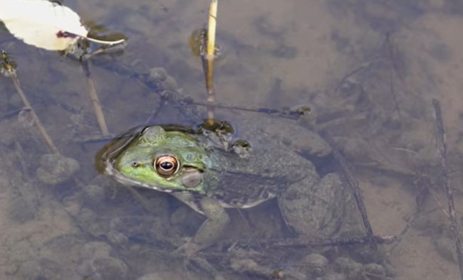 Why Do Frogs Seek Cover During the Day