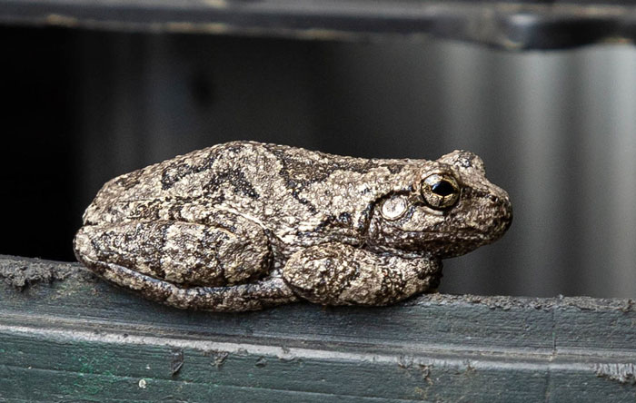 Why Do Grey Tree Frogs Secrete Toxins