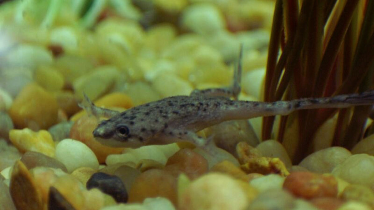 How Long Can African Dwarf Frogs Go Without Food?