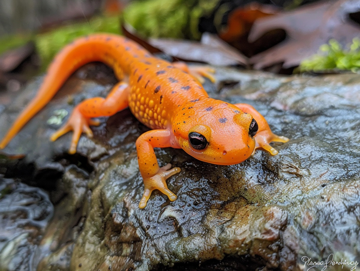 Are Orange Salamanders Poisonous