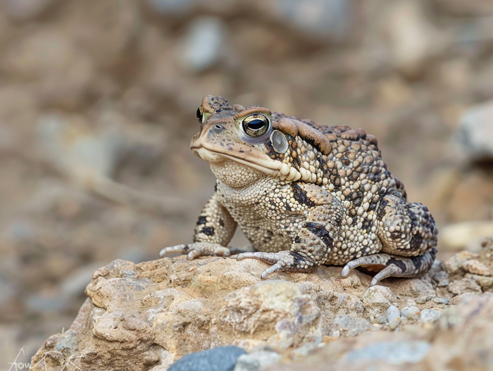 Jumping Abilities of Toads