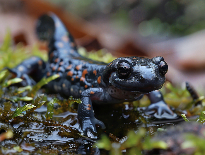 Salamanders Eat Worms