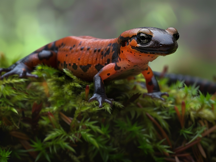 Salamanders Nutritional Requirements